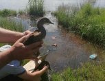 Утка-мандаринка с малышами заняла гараж правительства Амурской области