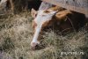 В Магадагачах молодого бычка доставали из колодца автокраном