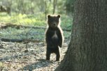 Любовь на крыше ОКЦ, голодный медвежонок и цветы Зейского района: утро с «Амурской правдой»