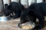 Истощенных медвежат из цирка «Адреналин» откармливают в хабаровском центре «Утес»