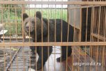 Покалеченная медведем благовещенка выписалась из больницы и дает показания следователям