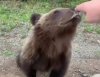 Обитающего у тындинской дороги медвежонка могут расстрелять