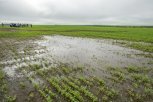 В Приамурье подтопило более 20 тысяч гектаров посевов