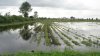 В затопленном Мазановском районе испорчено больше 17 тысяч гектаров посевов