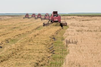 Комбайны грязи не боятся: темпы уборочной в Приамурье снизились из-за паводка