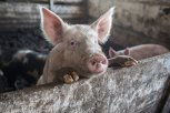 Из-за африканской чумы в Благовещенском районе усыпили всех свиней в 5 км от очага инфекции