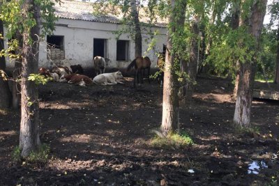 Деревенская история с душком: жители Безозерного просят убрать с улиц стада коров и лошадей