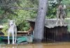 Печальная статистика: в Приамурье во время наводнения погибли 153 домашних животных