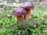 Дайверы ловят на дне Эгейского моря пакеты и голубичная кухня АП: утро с «Амурской правдой»