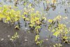 Минсельхоз: наводнение уничтожило в Приамурье 255 тысяч гектаров урожая