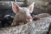 В Бурейском районе африканской чумой заразились 32 свиньи