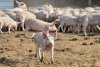 Ученые: «Переболевшая африканской чумой свинья становится оружием массового поражения»