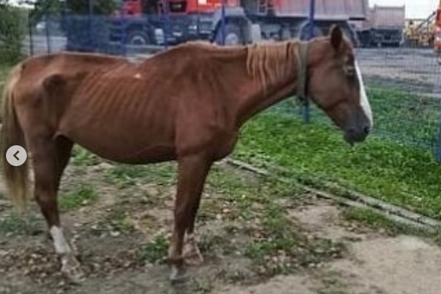 Жители Свободненского района ищут хозяев для раненой лошади с жеребенком / В Свободненском районе найдена бесхозная лошадь. Животное сильно исхудало, на теле торчат ребра, а на спине видны раны, похожие на увечья от седла. Лошадь нашла приют за селом Усть-Пера, в строительном городке. В среду, 28 августа, покалеченную кобылу обнаружил один из местных строителей Евгений Смирных. Через социальные сети он ищет хозяев лошади или тех, кто сможет дать животному новый дом.