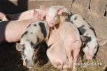 В Благовещенске изъяли 20 упаковок китайских свиных ушей с подозрением на чуму