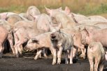 Запрет на продажу свинины местного производства ввели в Приамурье из-за африканской чумы свиней