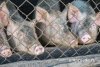 В Приамурье распространяют фейк о фермере, повесившемся из-за африканской чумы свиней