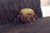 Редкого паука с африканскими корнями обнаружили в Тынде