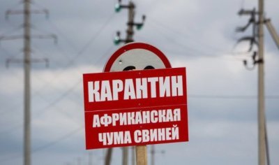 Африканская чума свиней пришла в Усть-Ивановку из Китая