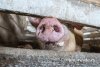 В Приамурье сегодня снимут карантин по африканской чуме свиней