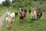 Служебная овчарка помогла найти пропавшее стадо коз в селе Новотроицком