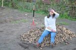 Без сил, но с урожаем:журналист АП выкопала 3 сотки картофеля и заготовила центнер клубней на семена