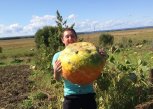 Про отважного зоозащитника, испорченное фото и конкурс поедателей лука: утро с «Амурской правдой»