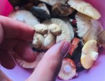 10 фактов о секретарях и как поймать енота: утро с «Амурской правдой»