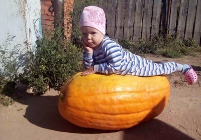 Только тыквы: фотоконкурс «Амурский урожай» подходит к финалу