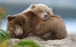 В амурских заказниках стало больше медведей