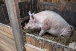 На территории Приамурья осталось 47 тысяч голов свиней