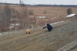 Амурские чиновники накормили пирожками голодную лису