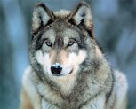 Амурские охотники сдали с начала года 400 шкур убитых волков