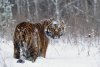 Тигр на трассе, предсказания Глобы и трагедия в колледже: 10 самых популярных материалов осени