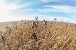 Сое дадут миллиард: аграриям предлагают реже сеять и больше получать от царицы амурских полей