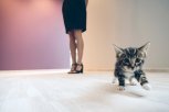 Квартира за 2 процента: кто сможет претендовать на льготу и какую квартиру можно купить