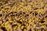 Японская компания планирует наладить поставки сои из Приамурья
