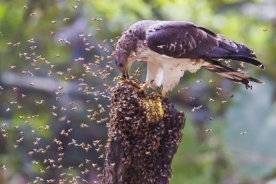 Из переизданной Красной книги Приамурья исключили хохлатого осоеда
