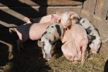 Подложили свинью: в амурских селах в зоне угрозы африканской чумы нашли несанкционированных хряков