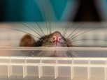 «Спасли жизней не меньше, чем собаки Павлова»: как живут амурские учёные крысы