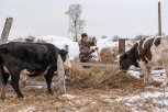 Девять сертифицированных убойных пунктов скоро заработают в Приамурье