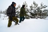 «Черные лесорубы» уничтожили в Свободненском районе 700 хвойных деревьев
