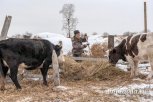 Две сертифицированные скотобойни скоро откроются в Приамурье