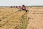 Мелиорация, вирус чумы и свои овощи: 10 главных проблем амурского сельского хозяйства