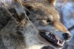 В Ромненском районе пришедшего в село волка закололи вилами
