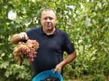 Житель Благовещенского района выводит морозоустойчивый сорт винограда