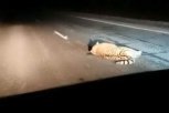 Неизвестный на автобусе сбил амурского тигра в Приморском крае