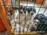 Молодогвардейцы объявили акцию помощи приюту «Остров спасения» в Благовещенске