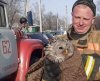 В Пояркове пожарные спасли залетевшую в библиотеку сову