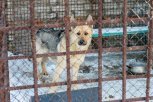 В Приамурье проследят за содержанием собак в приютах и зоозащитных организациях