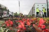 Летом в Благовещенске высадят полмиллиона цветов